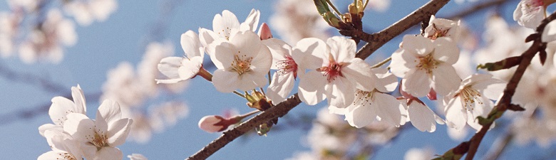 桜の写真