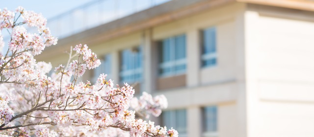 桜越しに見た小学校